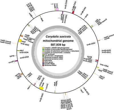 RNA editing events and expression profiles of mitochondrial protein-coding genes in the endemic and endangered medicinal plant, Corydalis saxicola